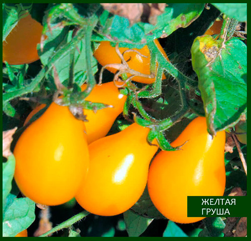 Сорт "Желтая груша"